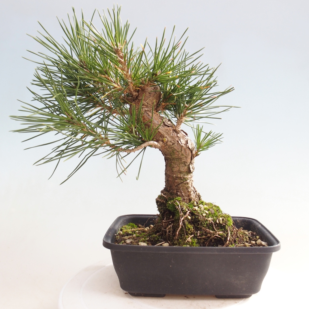 Bonsaï d'extérieur - Pinus thunbergii - Pin de Thunberg