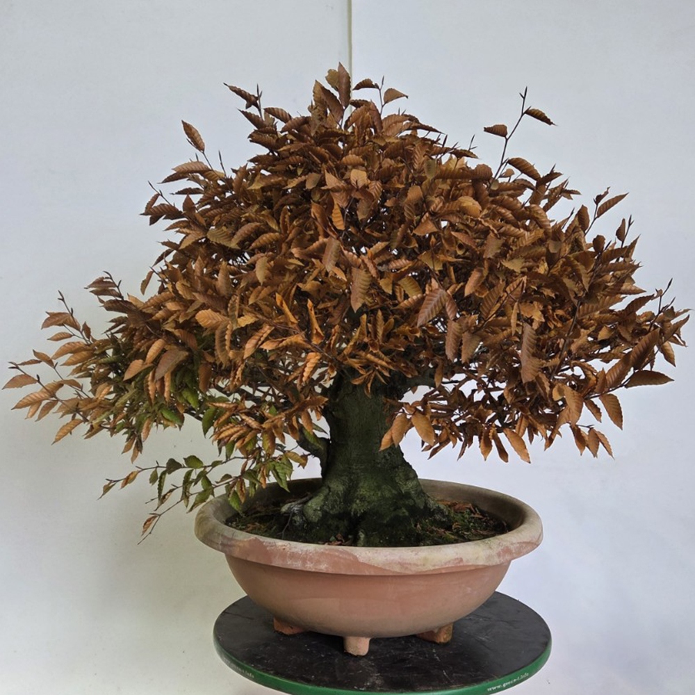 Bonsaï d'extérieur - Fagus crenata
