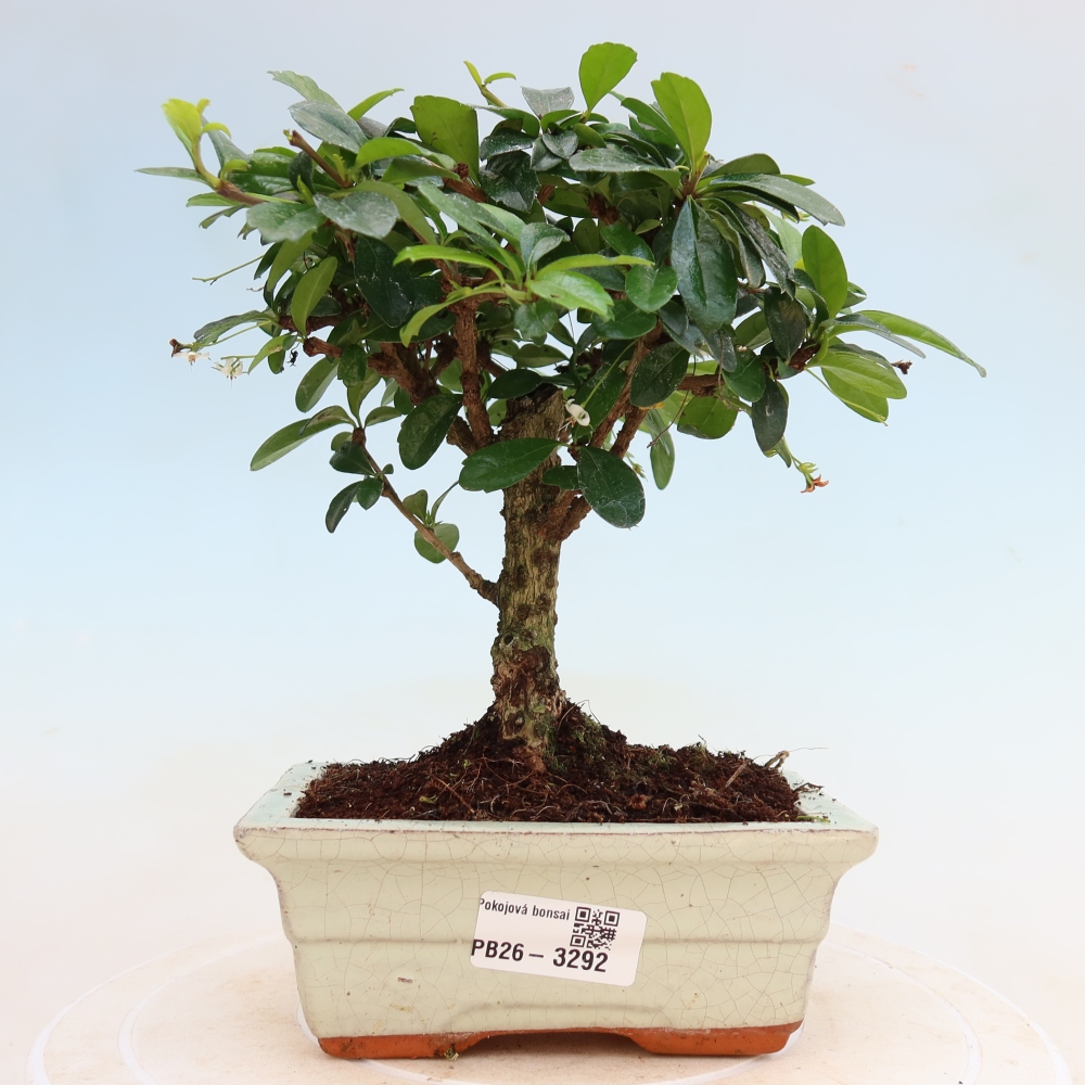 Bonsaï de chambre - Carmona macrophylla - Tea fuki