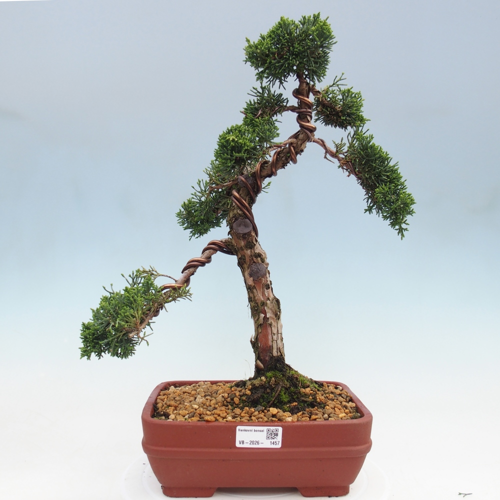 Bonsaï d'extérieur - Juniperus chinensis Kishu