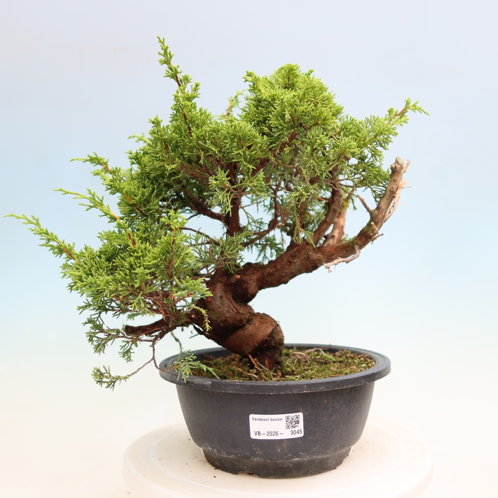 Bonsaï d'extérieur - Juniperus chinensis Itoigawa-Juniperus chinensis