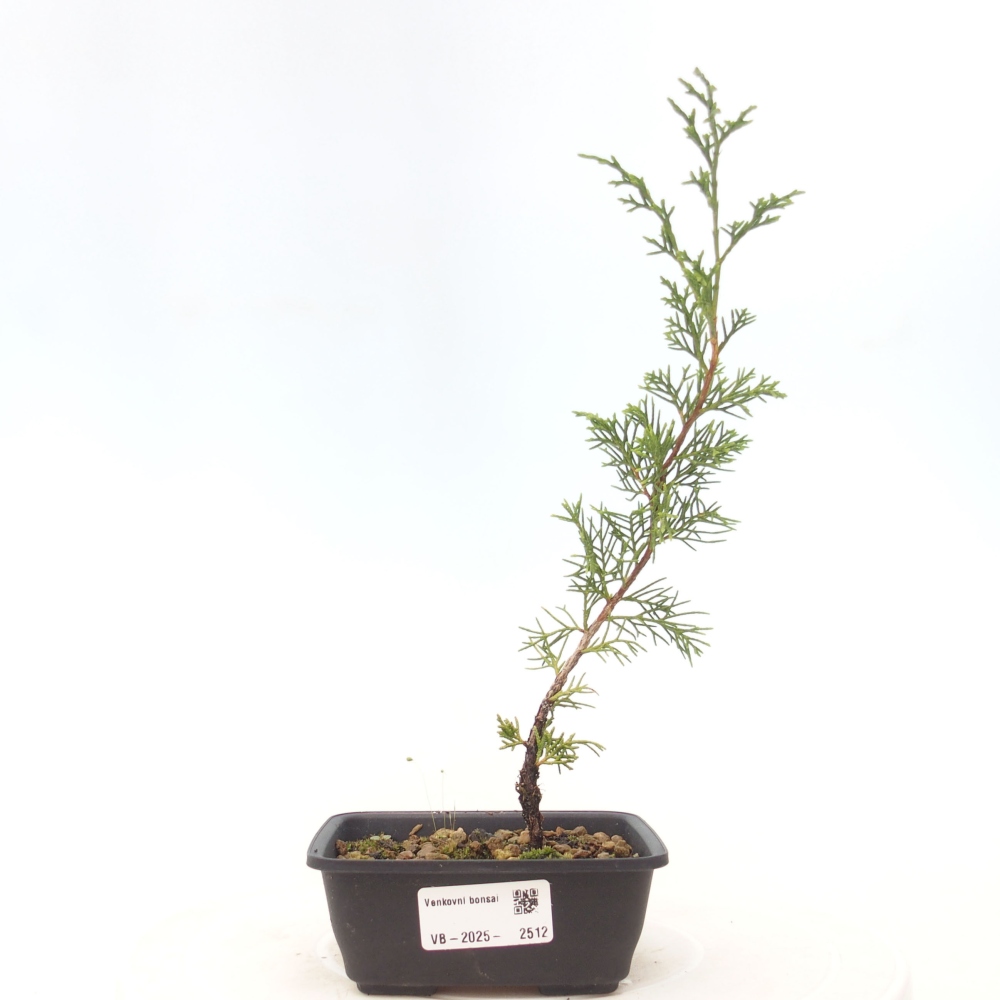 Bonsaï d'extérieur - Juniperus chinensis Itoigawa