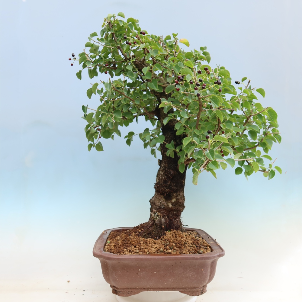 Bonsaï d'extérieur - Mahalebka - Prunus mahaleb