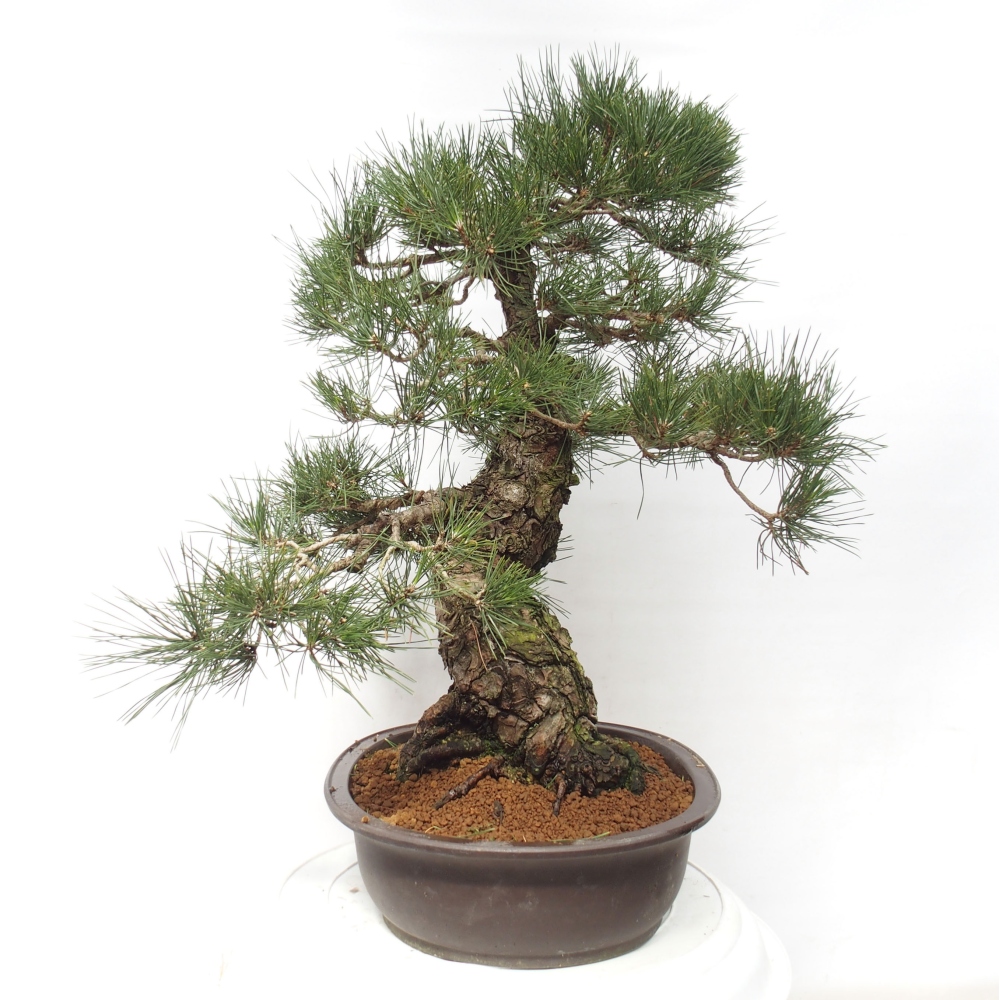 Bonsaï d'extérieur - Pinus thunbergii - Pin de Thunberg