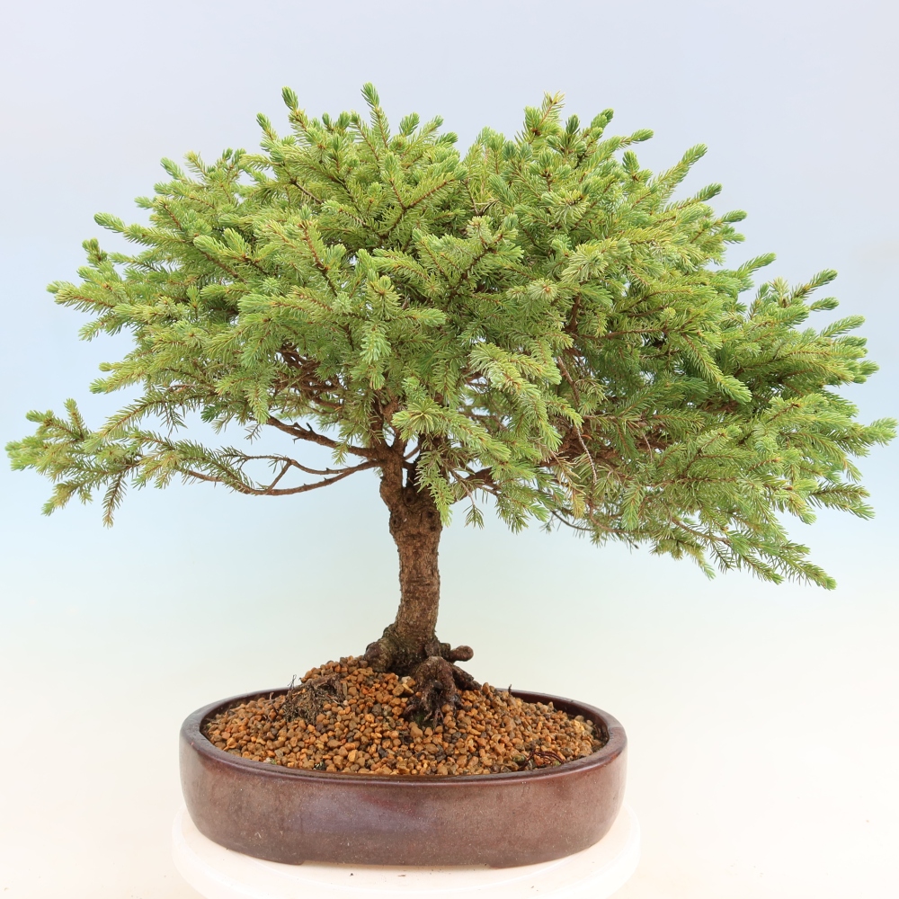 Bonsaï d'extérieur - Picea glauca Echiniformis – Épicéa bleu