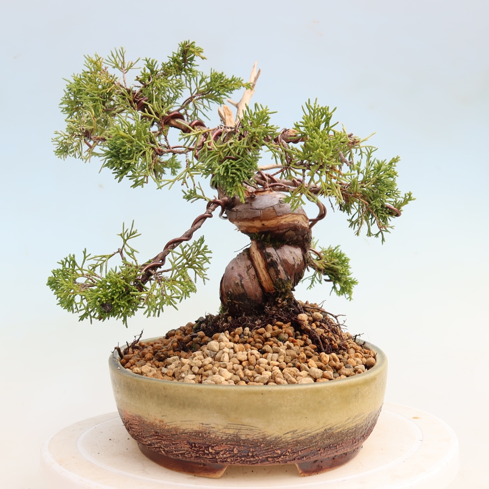 Bonsaï d'extérieur - Juniperus chinensis Itoigawa-Juniperus chinensis