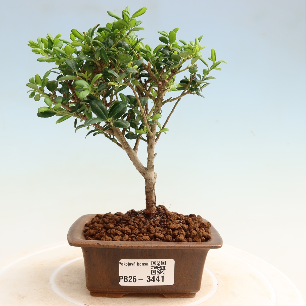 Bonsaï de chambre - Ilex crenata - Houx