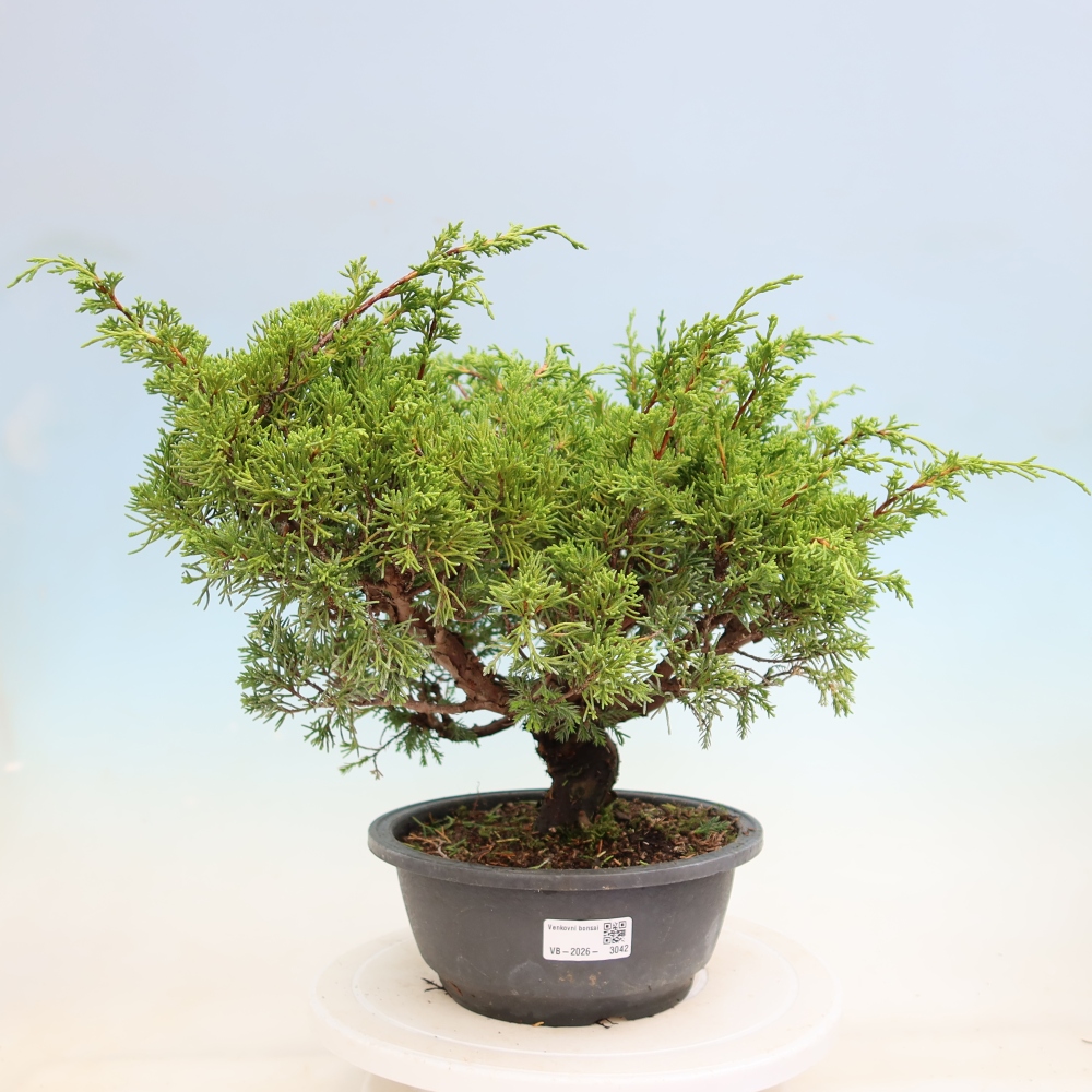 Bonsaï d'extérieur - Juniperus chinensis Itoigawa-Juniperus chinensis