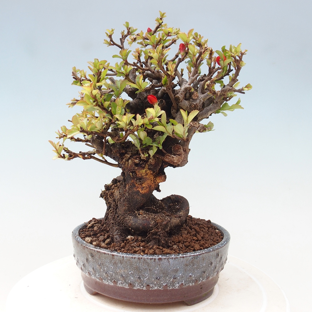 Bonsaï d'extérieur - Chaneomeles speciosa - Coing