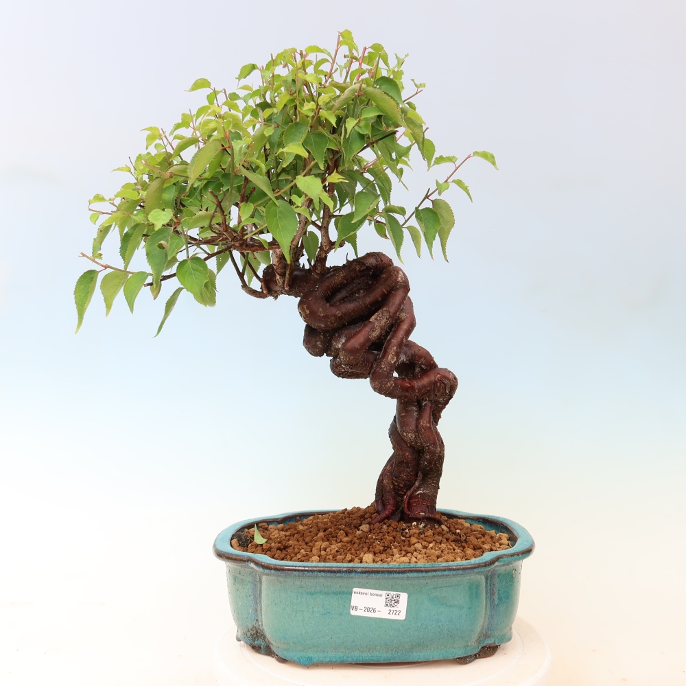 Bonsaï d'extérieur - Abricotier japonais - Prunus Mume