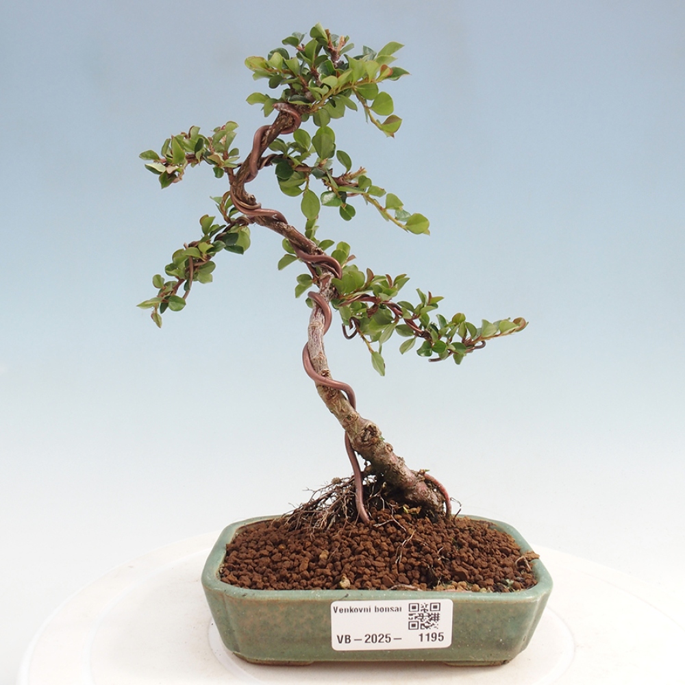 Bonsaï d'extérieur-Cotoneaster horizontalis - Rocky Mountain
