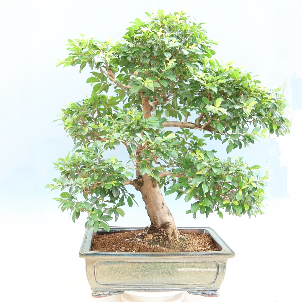 Salle bonsaï - Cerisier australien - Eugenia uniflora