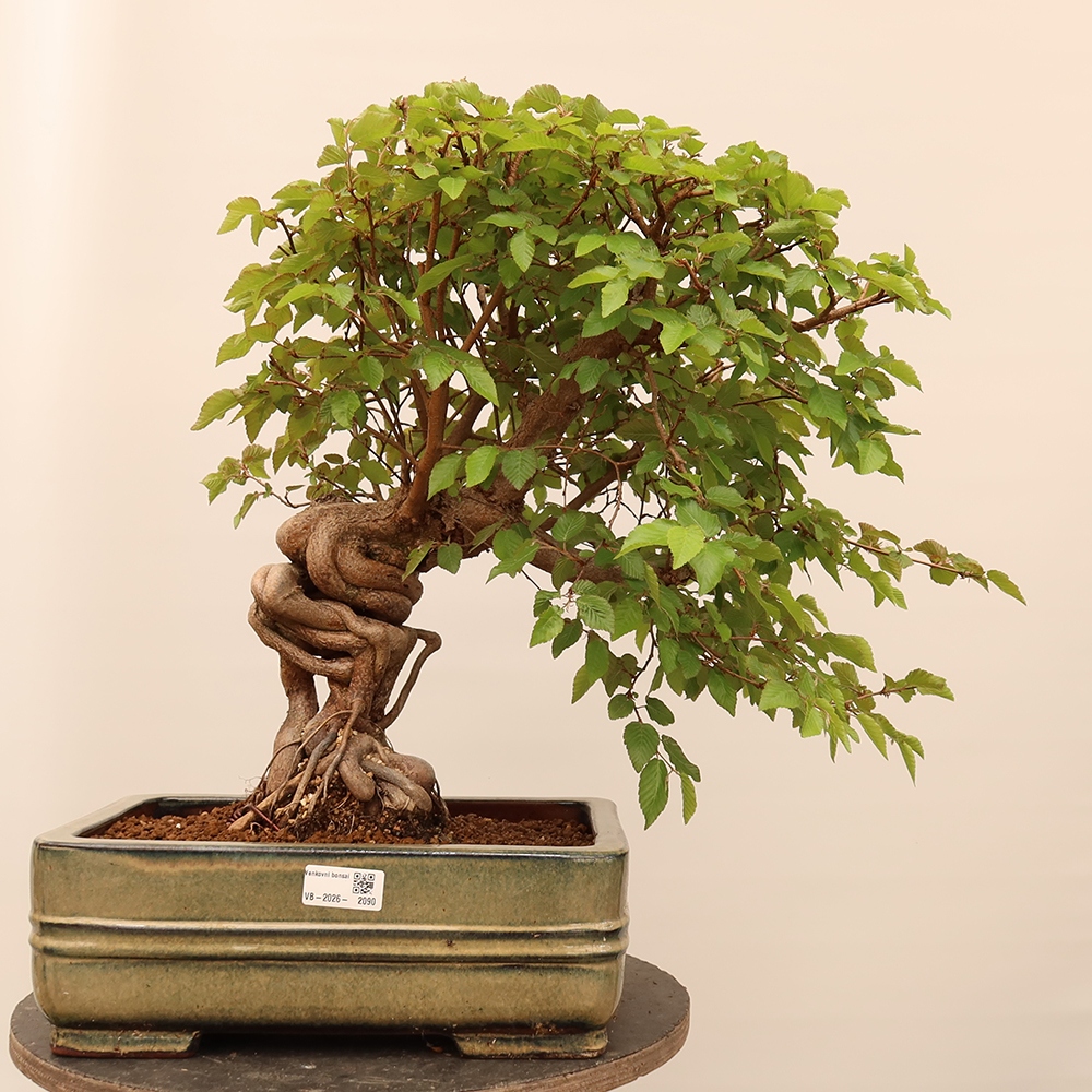 Bonsaï d'extérieur -Carpinus Coreana - Charme de Corée