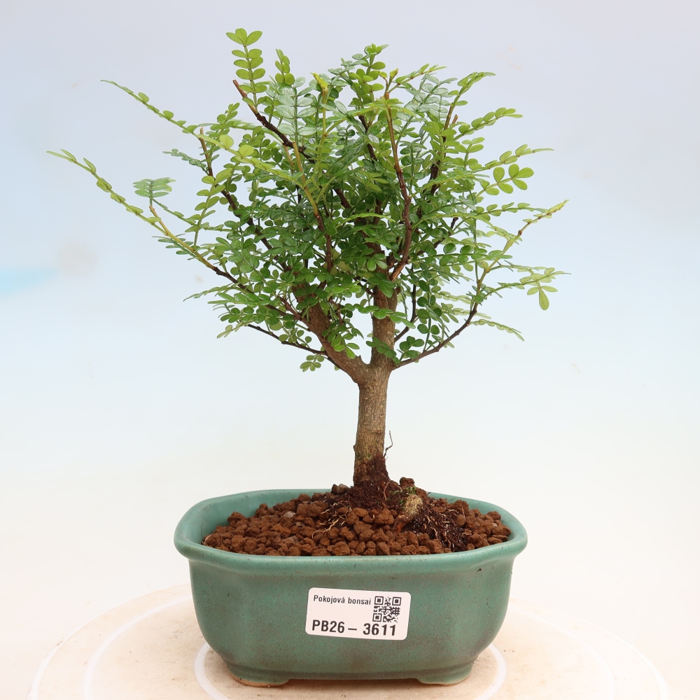 Salle bonsaï - Zantoxylum piperitum - arbre à poivre