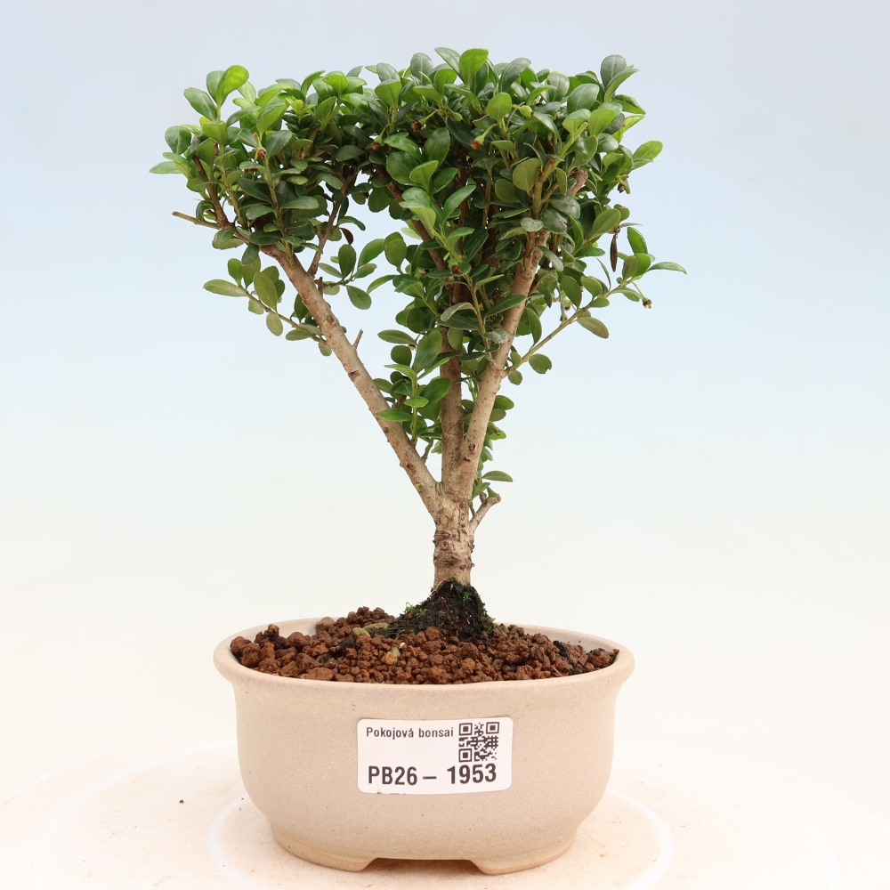 Bonsaï de chambre - Ilex crenata - Houx