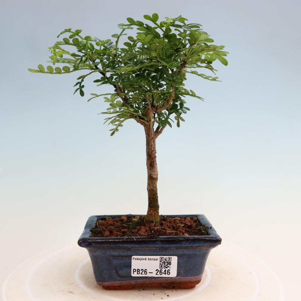 Salle bonsaï - Zantoxylum piperitum - arbre à poivre