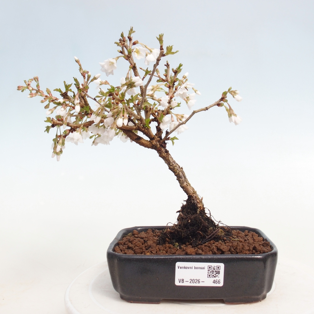 Bonsaï d'extérieur - Prunus incisa Kojou-no mai-Plivon découpé
