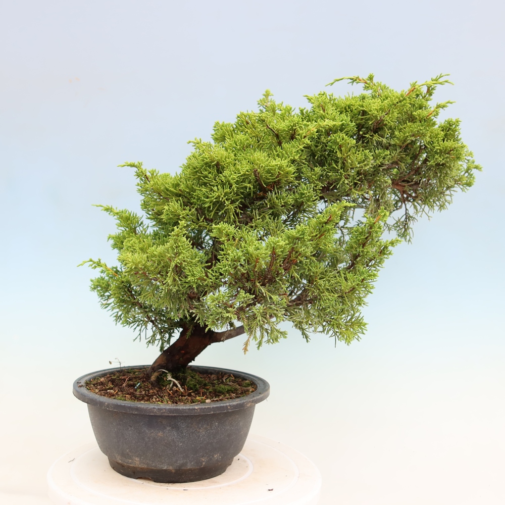 Bonsaï d'extérieur - Juniperus chinensis Itoigawa-Juniperus chinensis