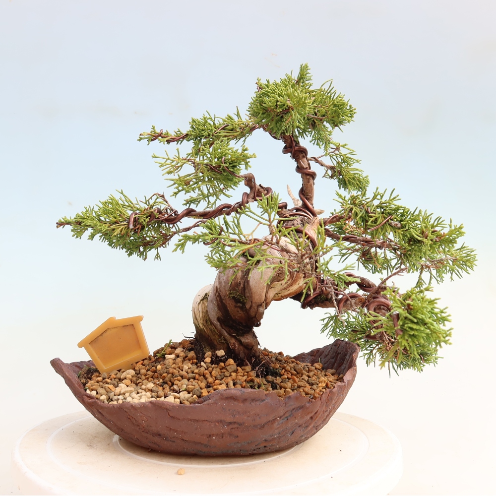 Bonsaï d'extérieur - Juniperus chinensis Itoigawa-Juniperus chinensis