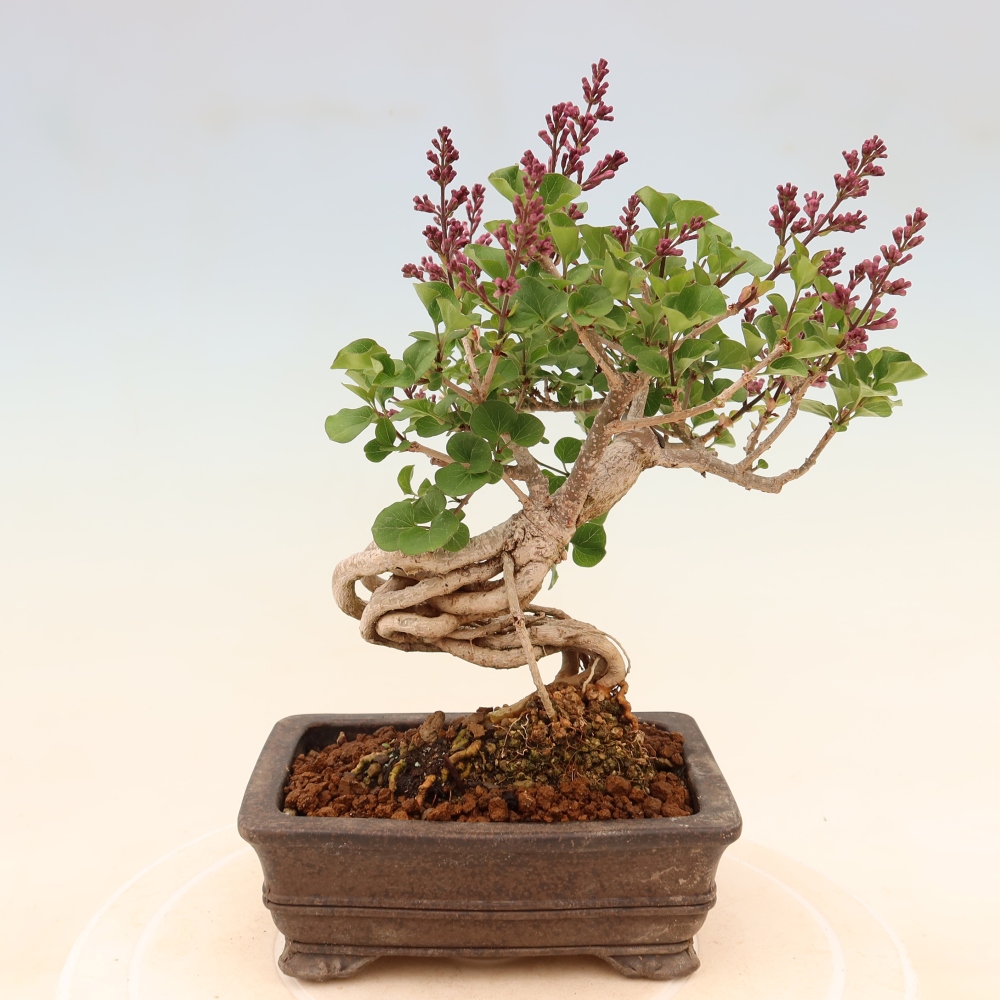 Bonsaï d'extérieur - Syringa microphylla - lilas à petites fleurs