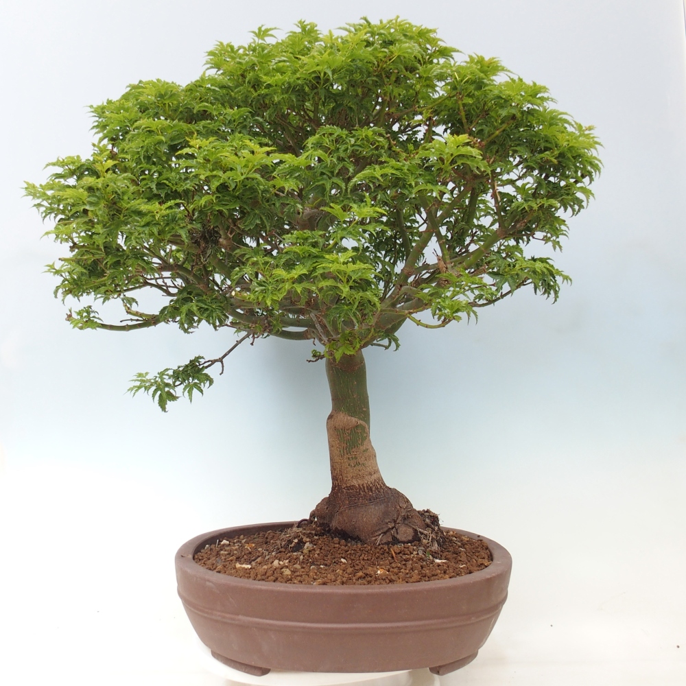 Bonsaï d'extérieur -Javor palm Acer palmatum Shishigashira