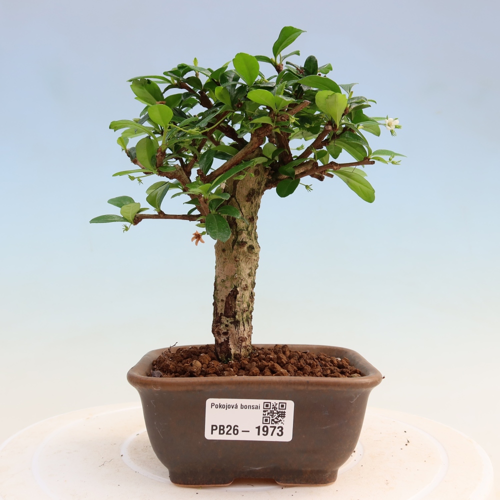 Bonsaï de chambre - Carmona macrophylla - Tea fuki