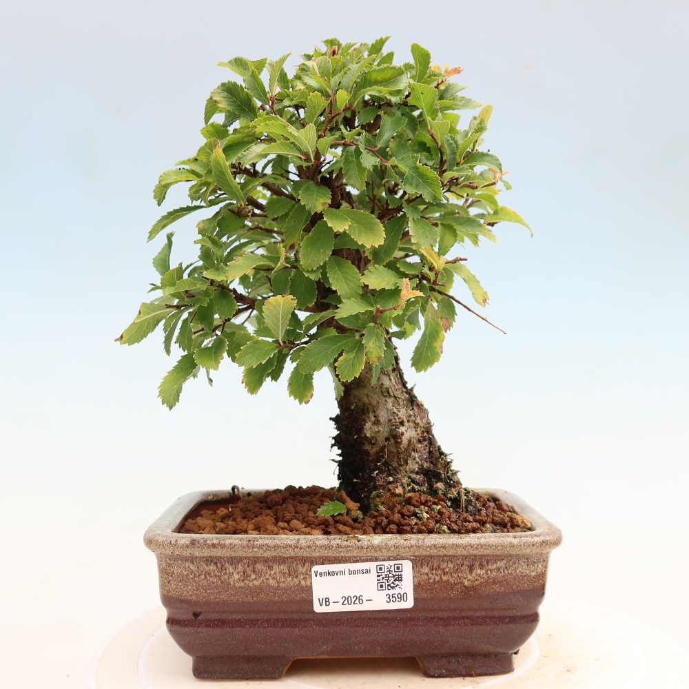 Bonsaï d'extérieur - Zelkova - Zelkova NIRE
