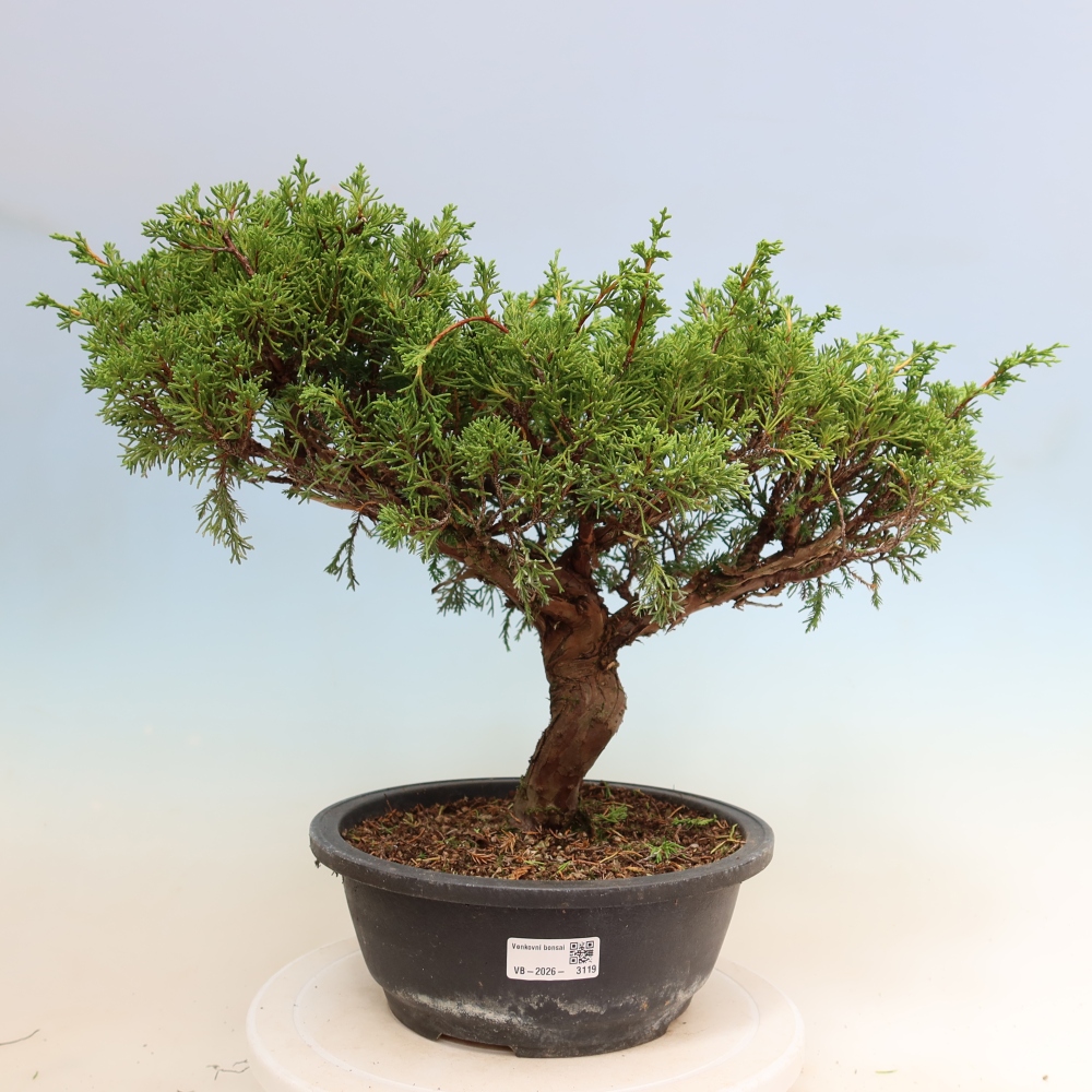Bonsaï d'extérieur - Juniperus chinensis Itoigawa-Juniperus chinensis