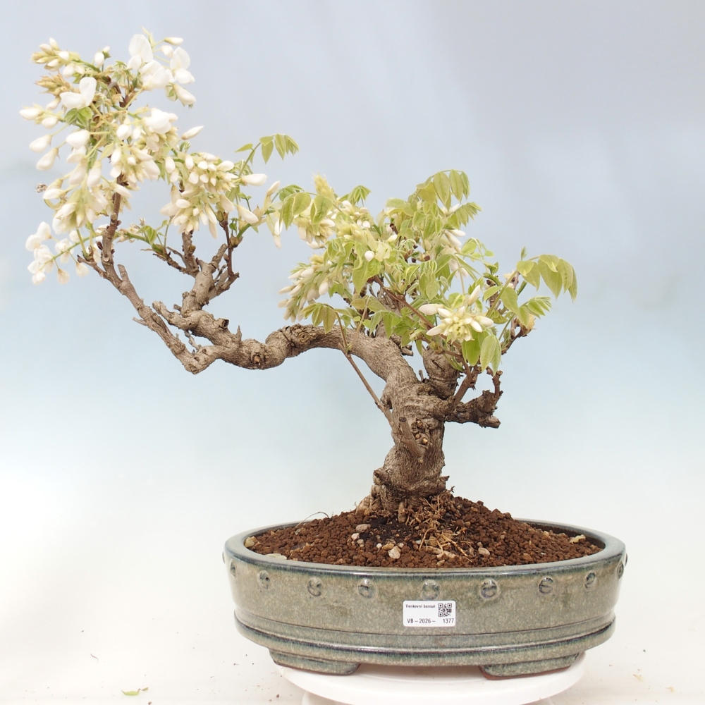 Bonsaï d'extérieur - Vistaria - Wisteria