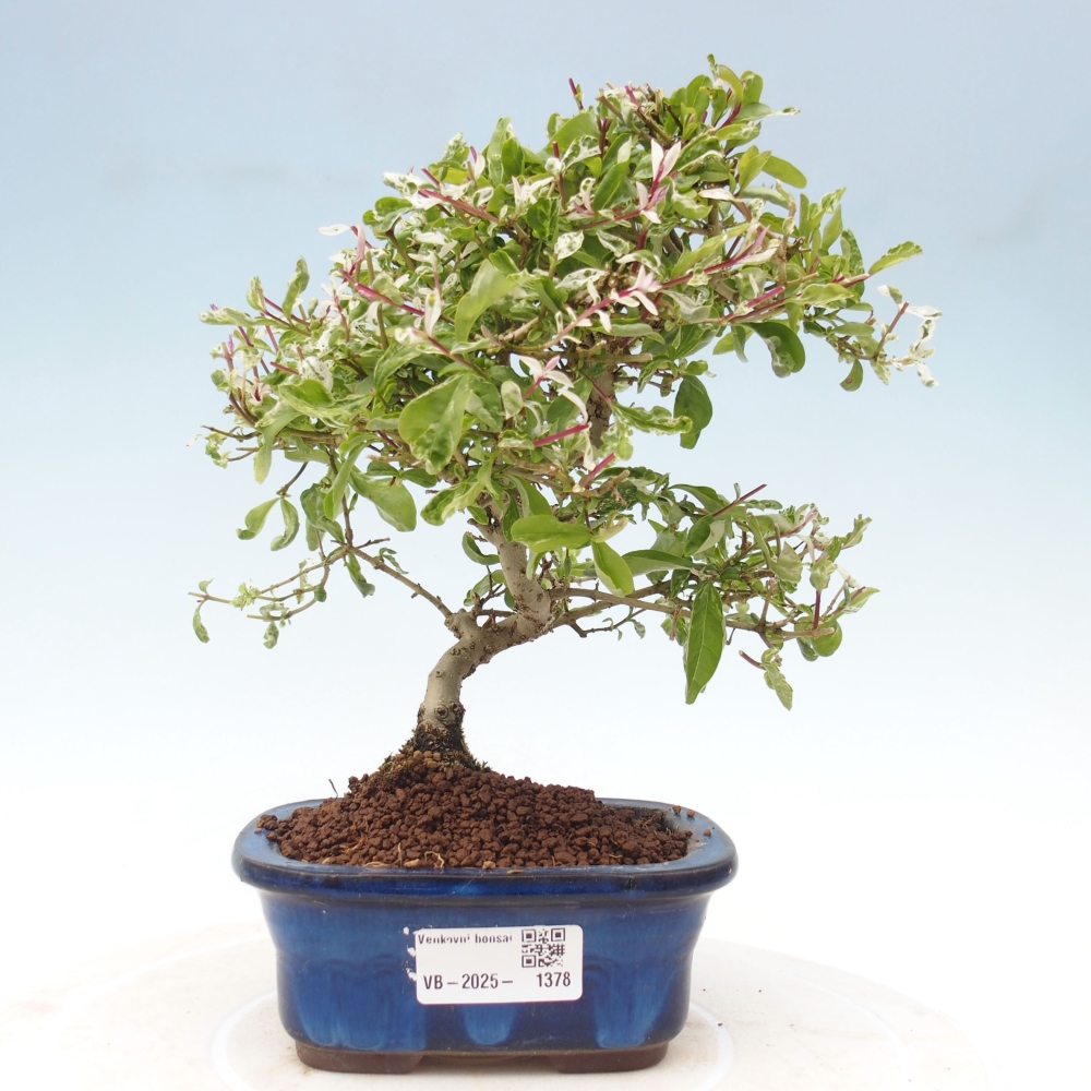 Bonsaï d'extérieur - Ligustrum obtusifolium