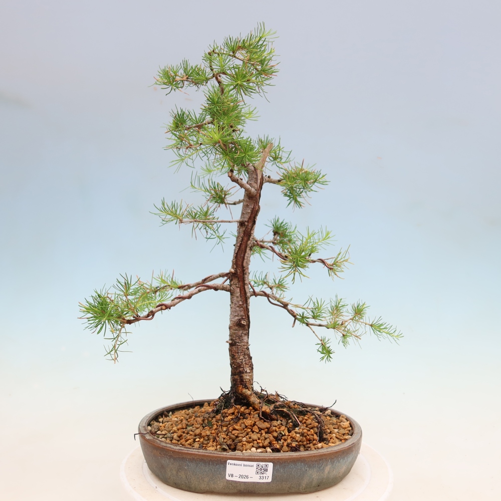 Bonsaï d'extérieur -Larix decidua - Mélèze