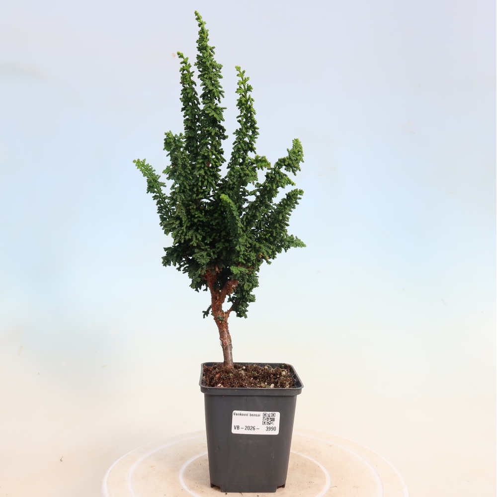 Bonsaï d'extérieur - Cham. obtusa SEKKA HINOKI - Cyprès