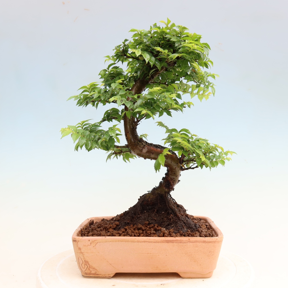 Bonsaï d'extérieur - Ulmus Jacqueline Hillier - Orme magnifique