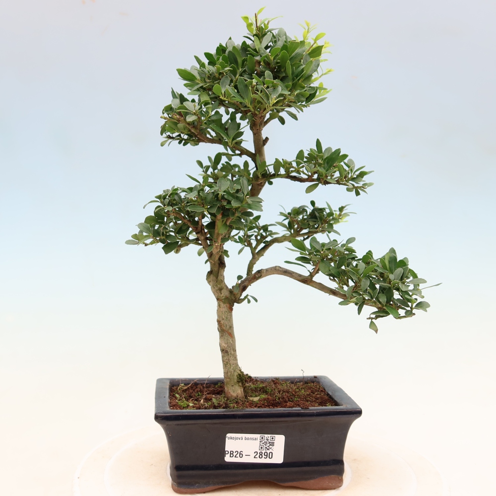 Bonsaï de chambre - Ilex crenata - Houx