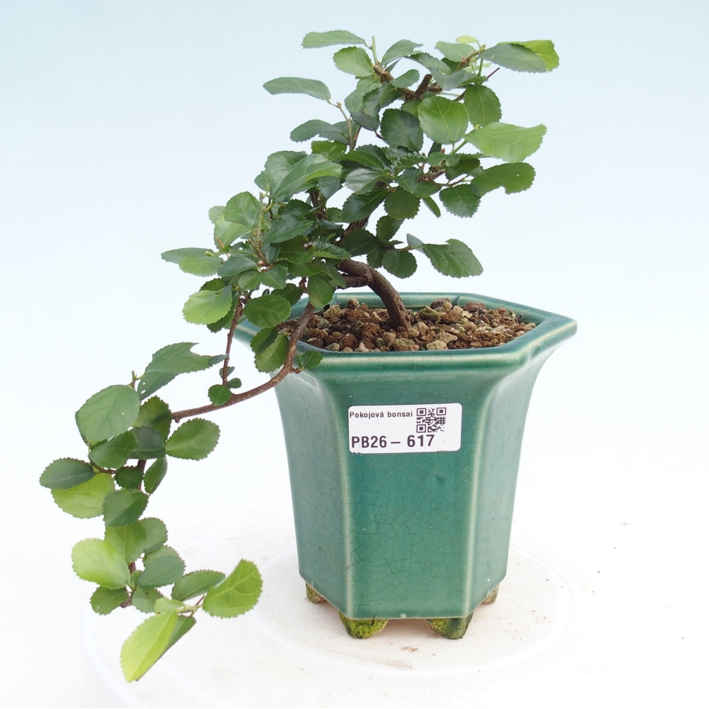 Bonsaï d'intérieur - Grewia occidentalis - Etoile de mer lavande