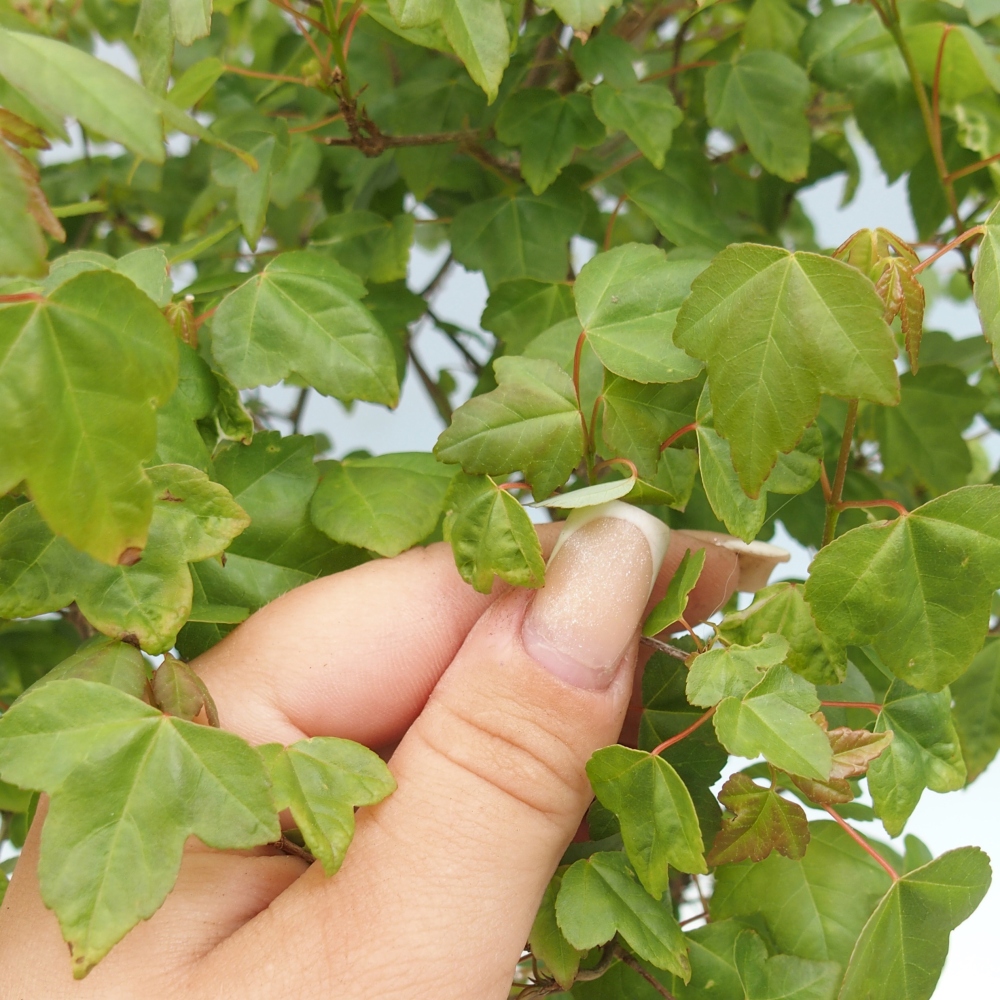 Bonsaï d'extérieur - Acer Buergerianum - Burger Maple