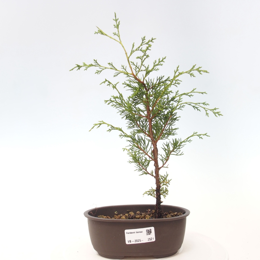 Bonsaï d'extérieur - Juniperus chinensis Itoigawa