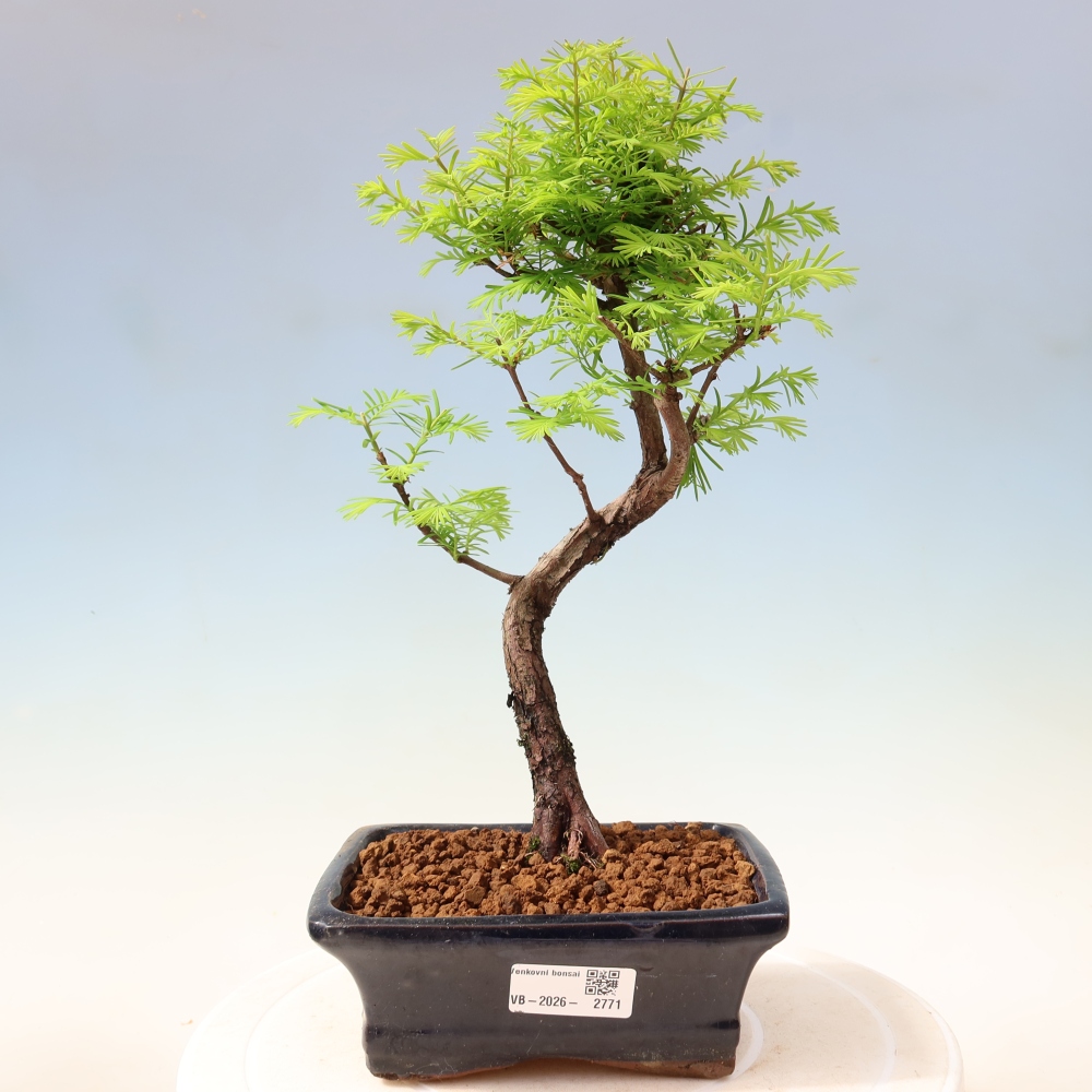 Bonsaï d'extérieur - Metasequoia glyptostroboides - Metasequoia chinois