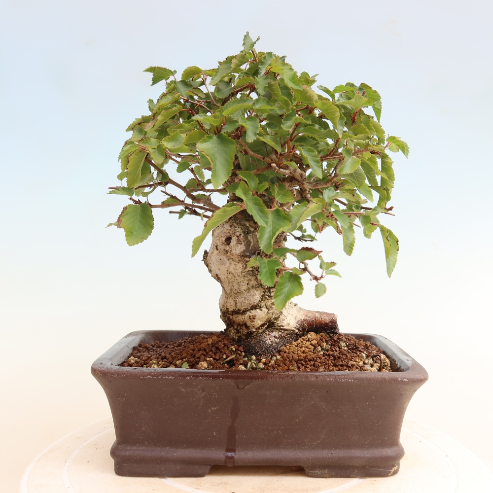 Bonsaï d'extérieur -Carpinus CARPINOIDES - Charme de Corée