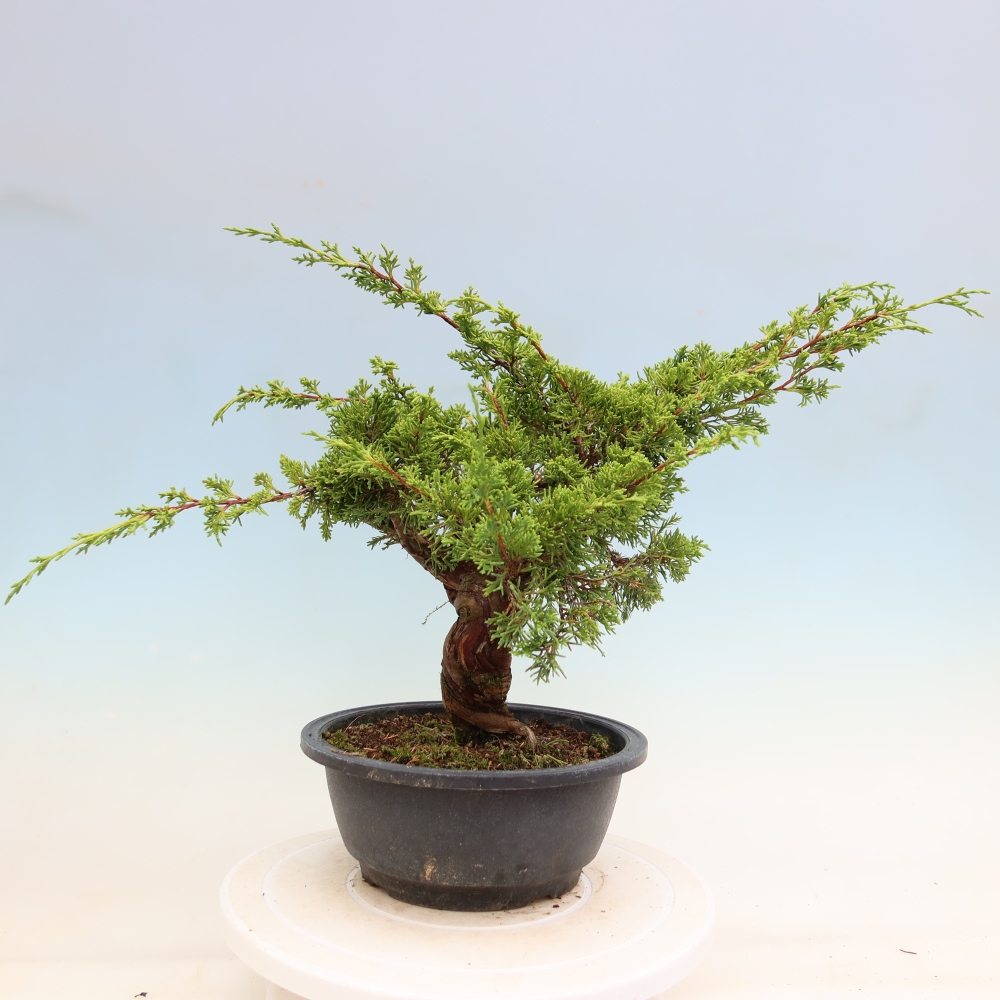 Bonsaï d'extérieur - Juniperus chinensis Itoigawa-Juniperus chinensis