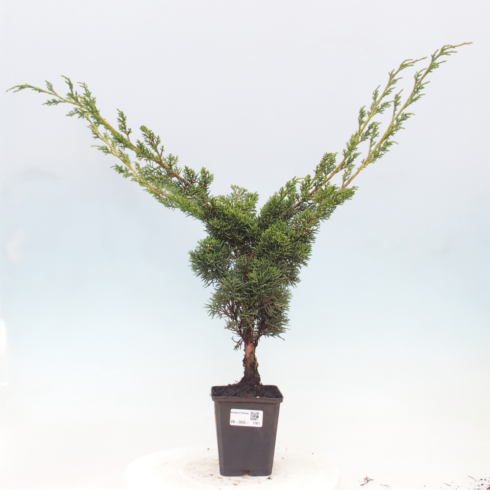 Bonsaï d'extérieur - Juniperus chinensis Kishu