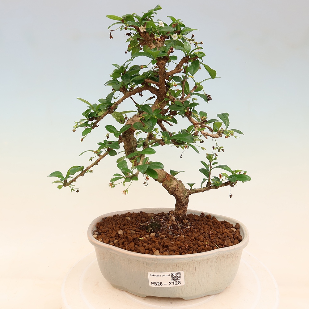 Bonsaï de chambre - Carmona macrophylla - Tea fuki