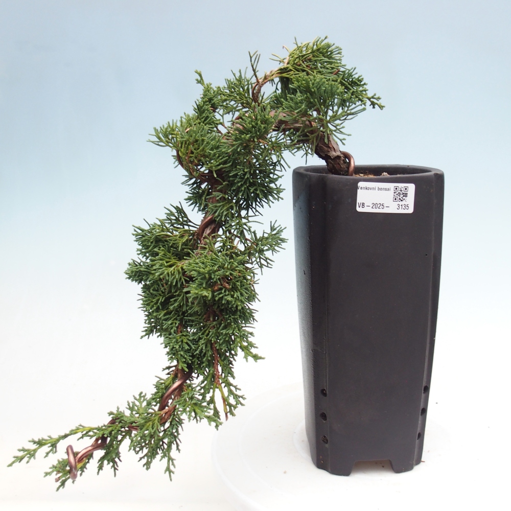 Bonsaï d'extérieur - Juniperus chinensis Kishu