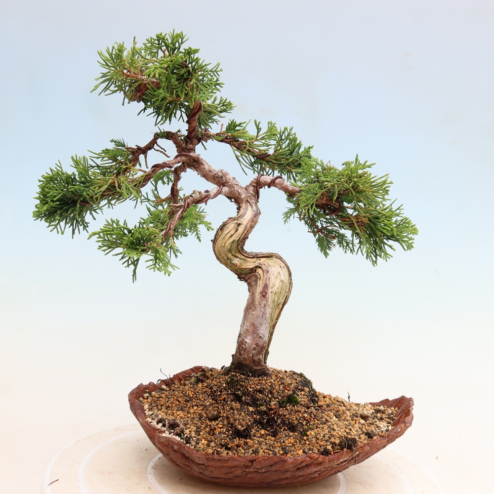 Bonsaï d'extérieur - Juniperus chinensis Itoigawa-Juniperus chinensis
