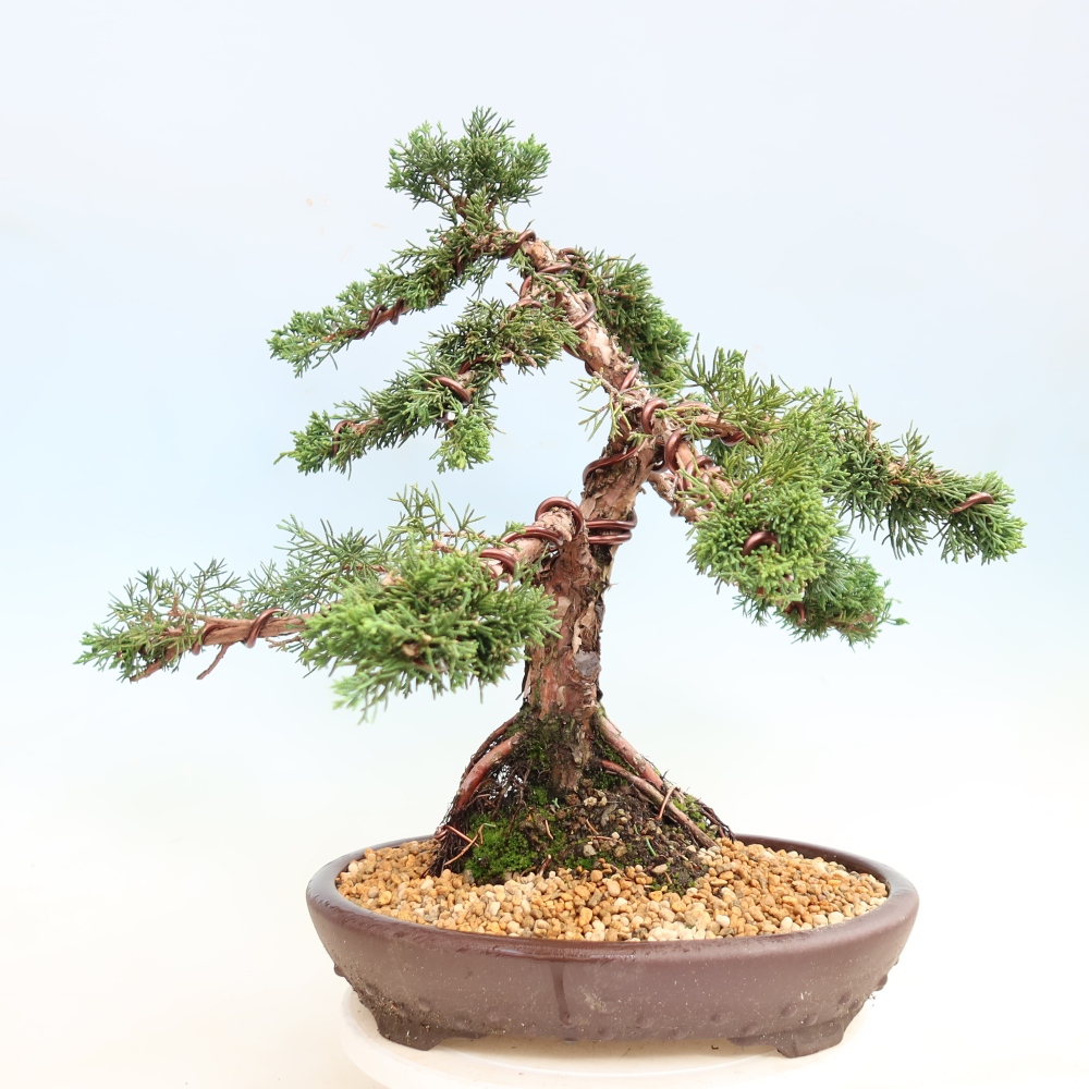 Bonsaï d'extérieur - Juniperus chinensis Kishu