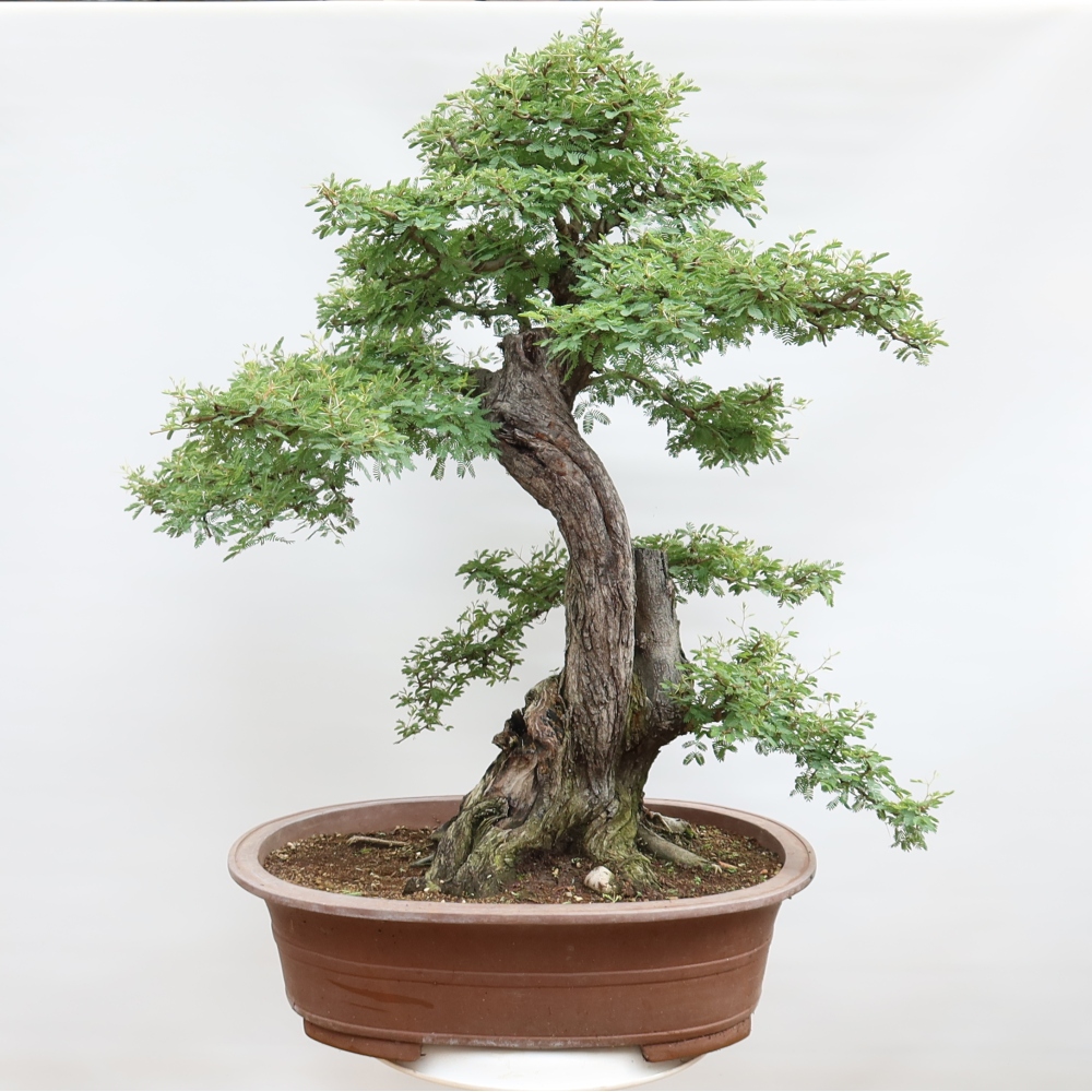 Bonsaï de chambre - Acacias Arabica