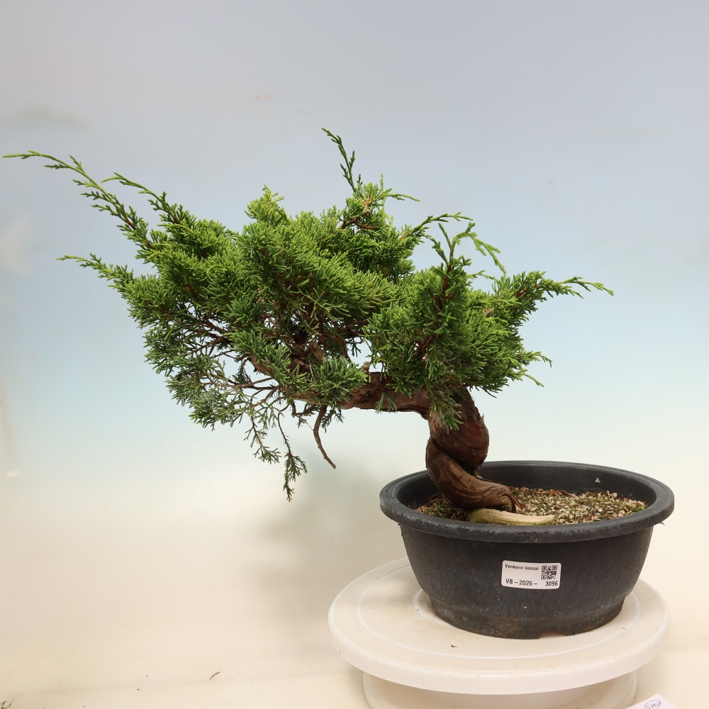 Bonsaï d'extérieur - Juniperus chinensis Itoigawa-Juniperus chinensis