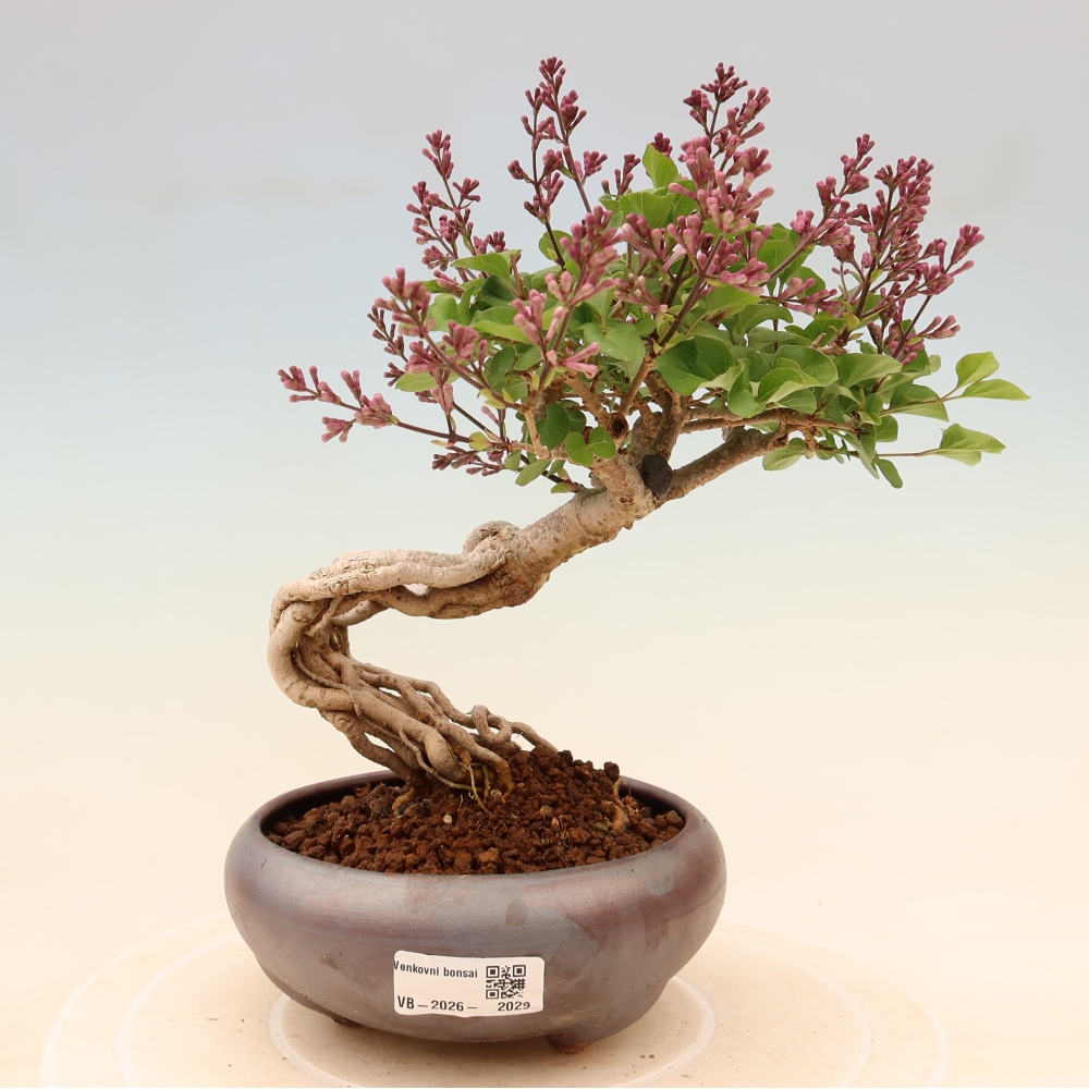 Bonsaï d'extérieur - Syringa microphylla - lilas à petites fleurs