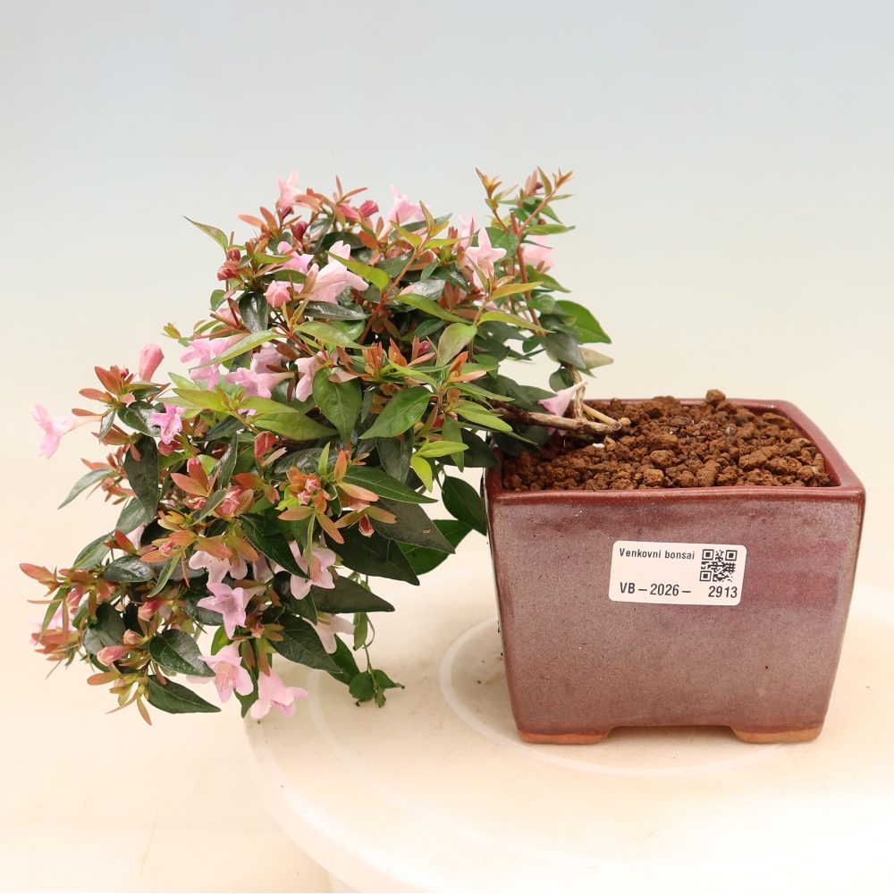 Bonsaï d'extérieur - Abelia Edward Goucher - Abélia à grandes fleurs