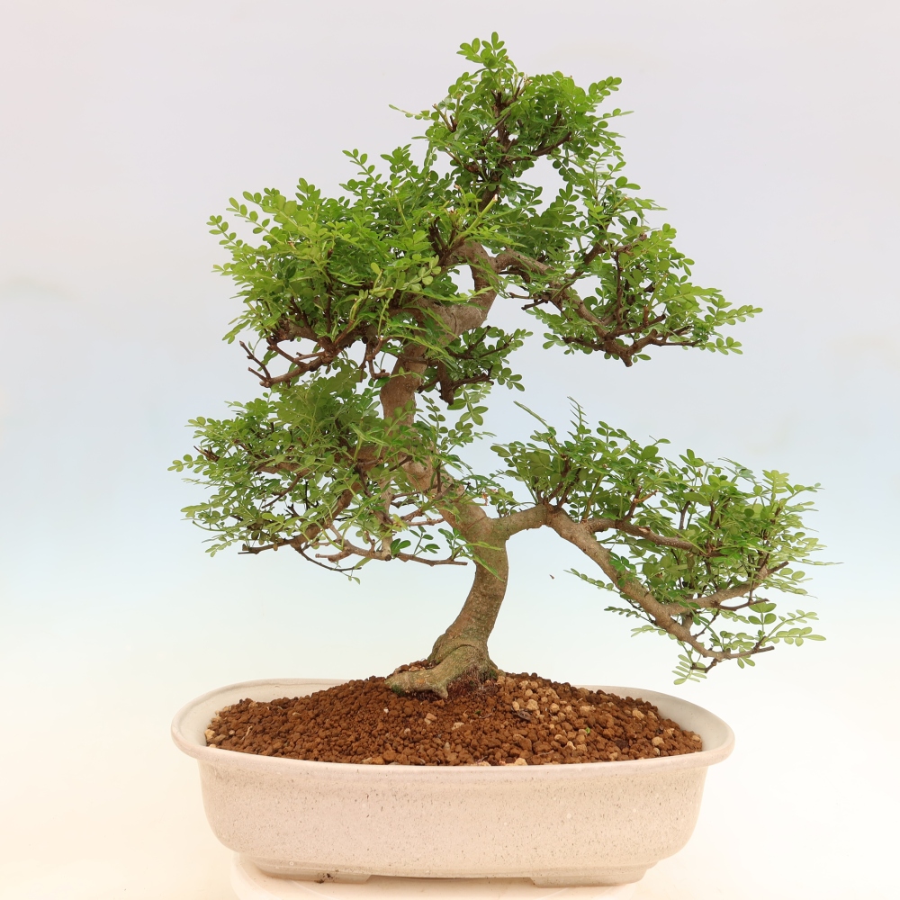 Salle bonsaï - Zantoxylum piperitum - arbre à poivre
